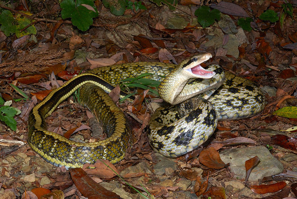 黑眉錦蛇(Orthriophis taeniura friesi)