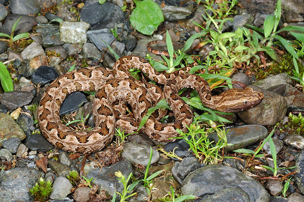 龜殼花(Protobothrops mucrosquamatus)