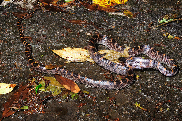 紅斑蛇(Dinodon rufozonatum)吞食盤古蟾蜍(Bufo bankorensis)