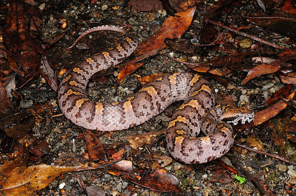 阿里山龜殼花(Ovophis monticola makazayazaya)