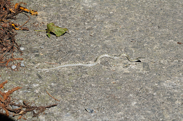 竟然是灰腹綠錦蛇(Rhadinophis frenatus)的幼蛇！