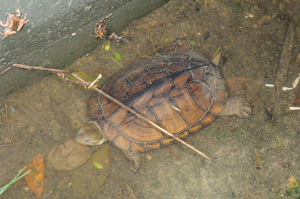 八重山柴棺龜(八重山石龜，Mauremys mutica kami)