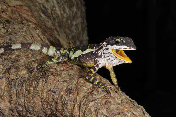 南澳的黃口攀蜥(Japalura polygonata xanthostoma)