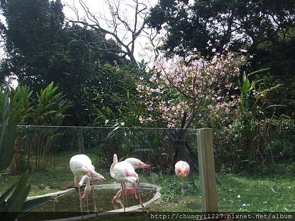 2.12.2.22碩碩新竹動物園半日遊 038