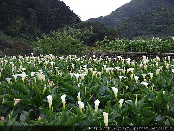 2012.3.24掃墓 陽明山竹仔湖一日遊 019