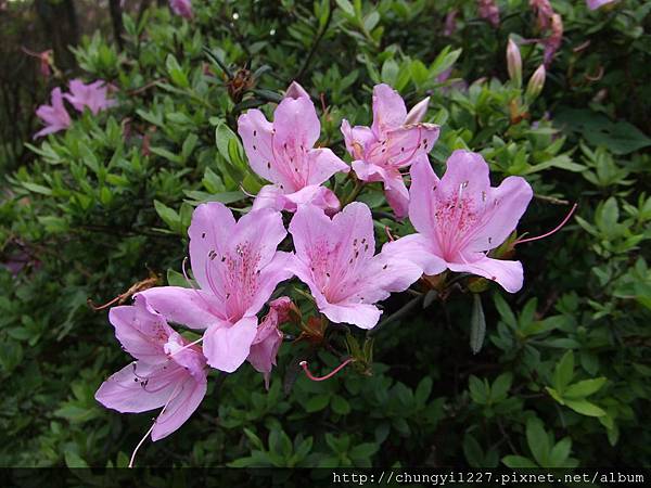 2012.3.24掃墓 陽明山竹仔湖一日遊 040