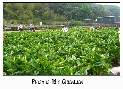 2008.04.05 - 陽明山海芋季