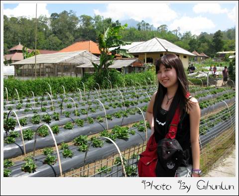 Strawberry Stop - 草莓園