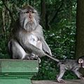 Monkey-forest-in-Ubud-Gianyar-Bali-Indonesia-Bali-Hello-Trave015.jpg