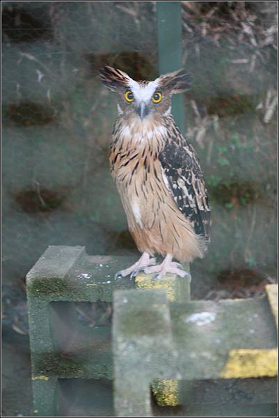 森林鳥花園 (49)