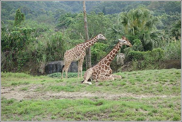 台北市動物園 (40)