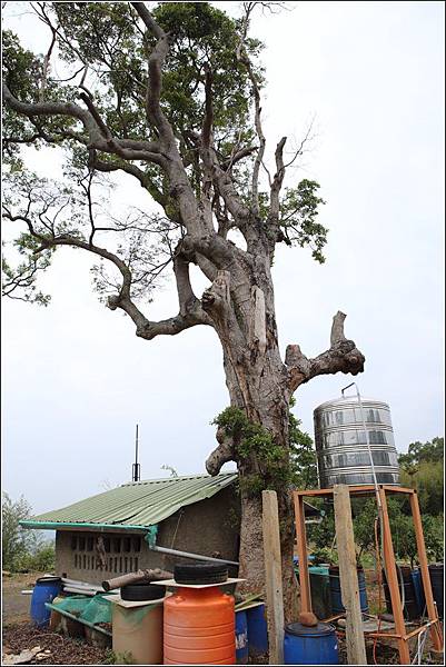 綠野神農 (84)