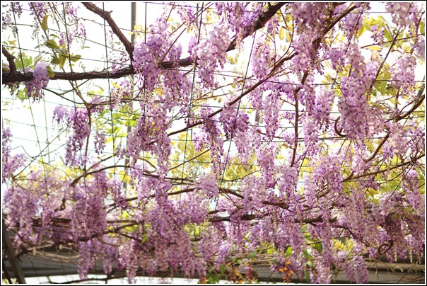 花間集草莓牛奶冰 (3)