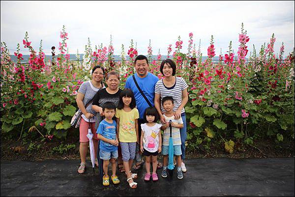 蜀葵花 (12) 蜀葵花 (12)