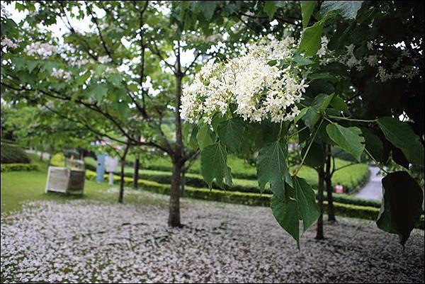 銅鑼油桐花 (1) 銅鑼油桐花 (1)