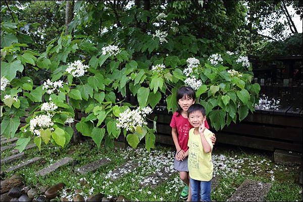 銅鑼油桐花 (39)