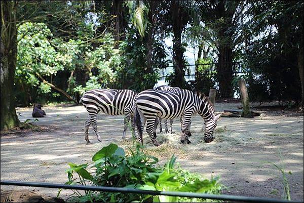 新加坡動物園 (23).jpg