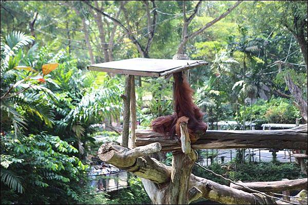 新加坡動物園 (26).jpg