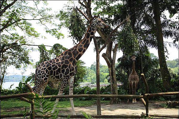 新加坡動物園 (30).jpg