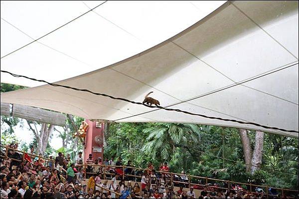 新加坡動物園 (34).jpg