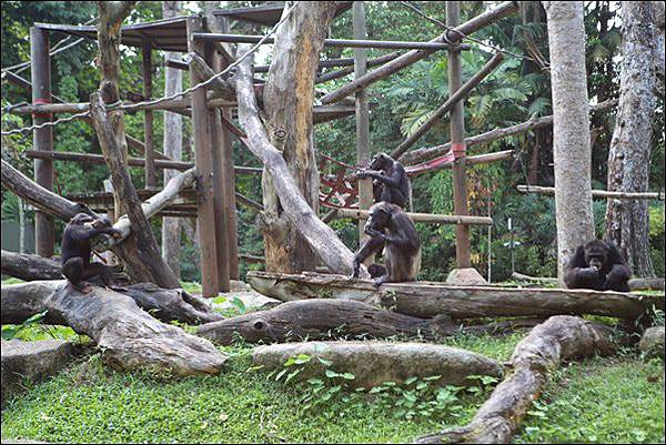 新加坡動物園 (38).jpg