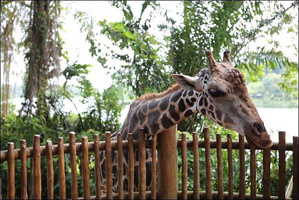 新加坡動物園 (39).jpg