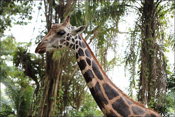 新加坡動物園 (41).jpg