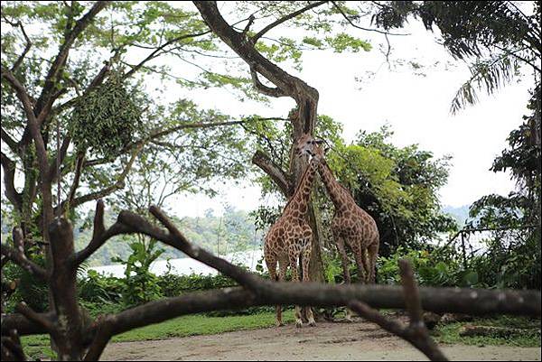 新加坡動物園 (42).jpg