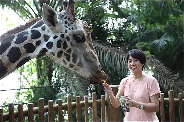 新加坡動物園 (43).jpg