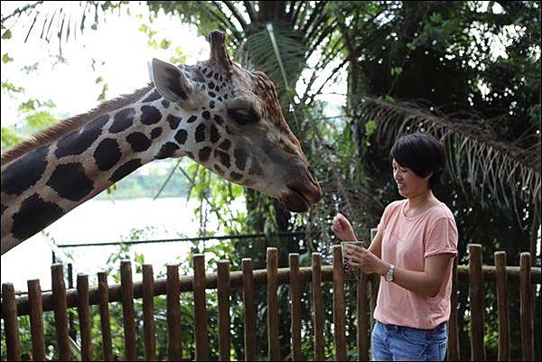 新加坡動物園 (44).jpg