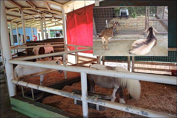 新加坡動物園 (57).jpg