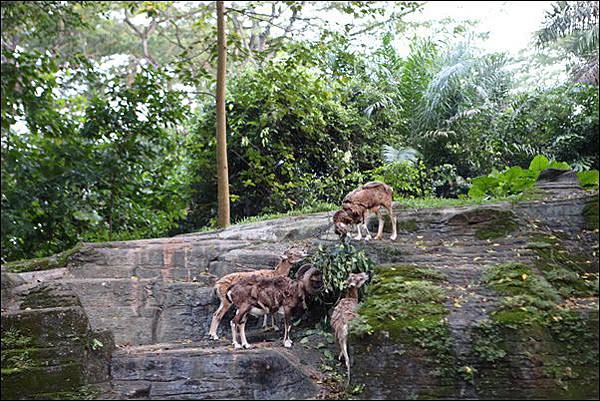 夜間動物園 (7).jpg