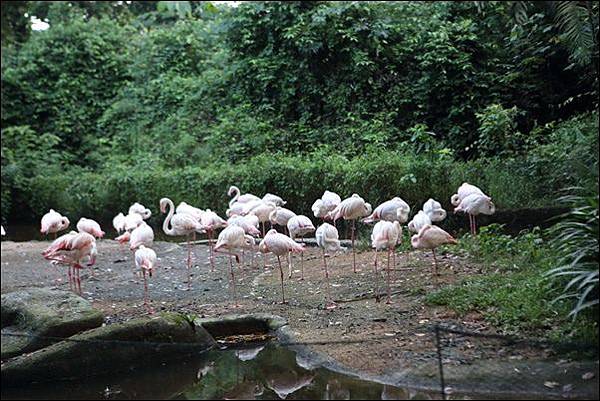 夜間動物園 (8).jpg