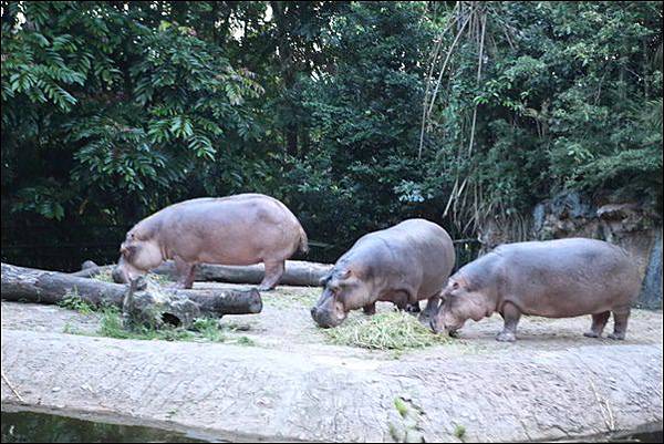 夜間動物園 (9).jpg