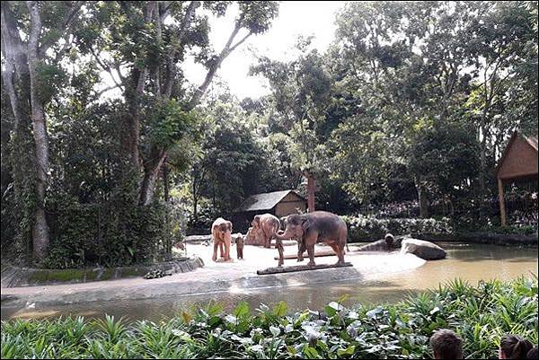 新加坡動物園 (74).jpg