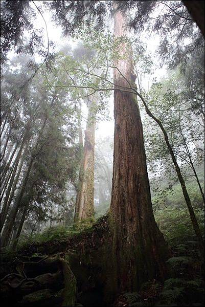 阿里山森林遊樂區 (27)