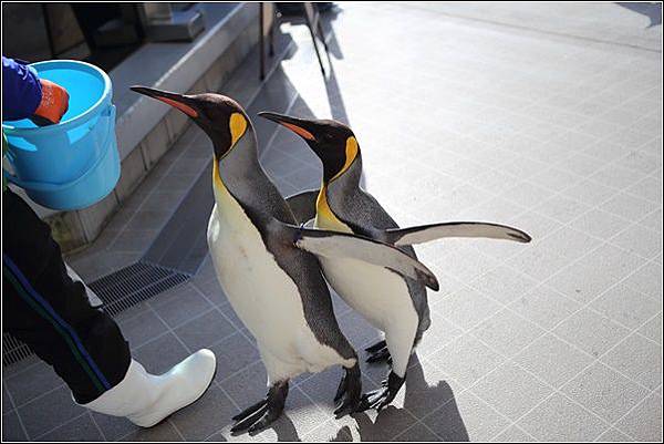 仙台海洋森林水族館 (17).jpg