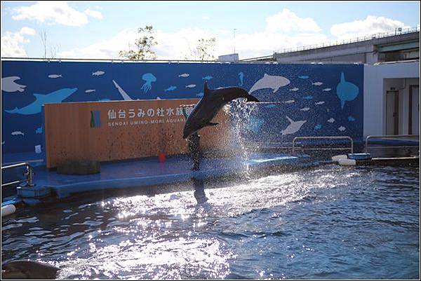 仙台海洋森林水族館 (26).jpg