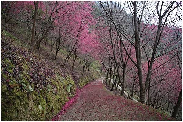 望高茶園景觀餐廳 (13).jpg