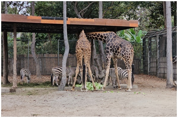 夜間動物園 (12).jpg