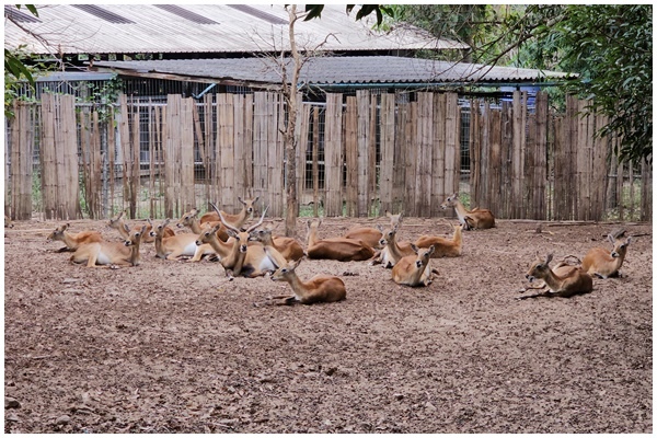 夜間動物園 (17).jpg