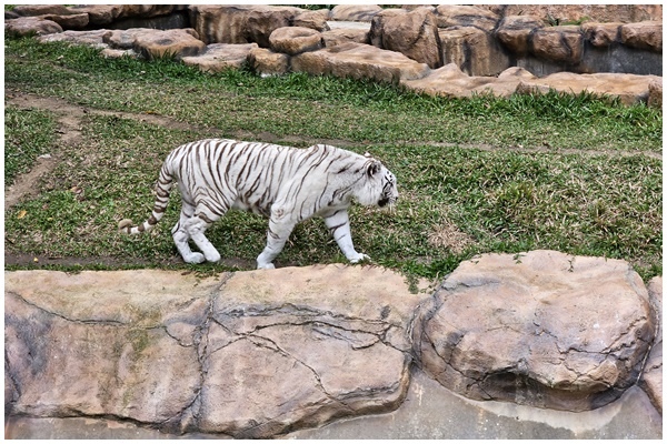 夜間動物園 (33).jpg