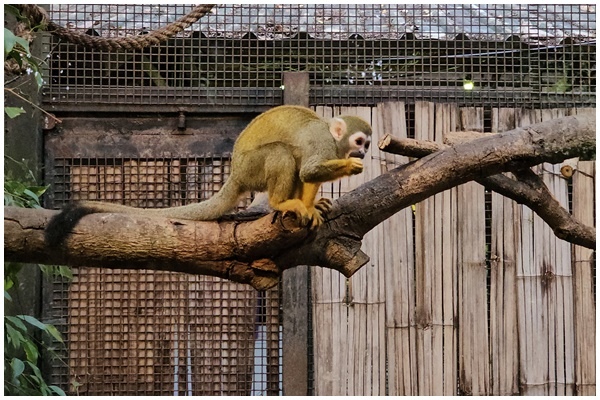 夜間動物園 (38).jpg