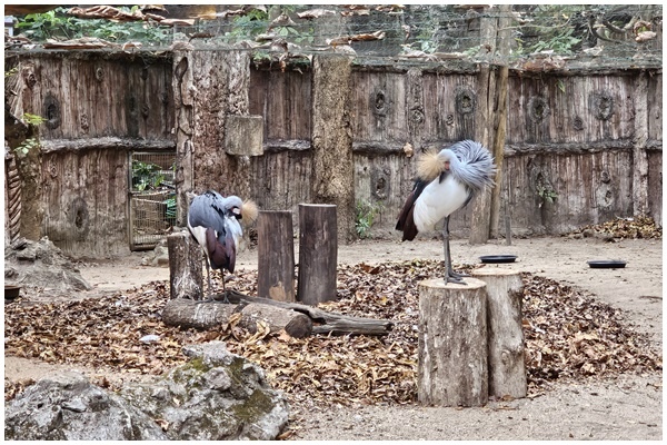 夜間動物園 (37).jpg