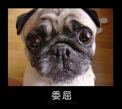 可愛的動物表情 貓 狗 愚人愚己 痞客邦 可愛的動物表情 貓 狗 愚人愚己 痞客邦
