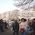 小金井公園的花海@▽@