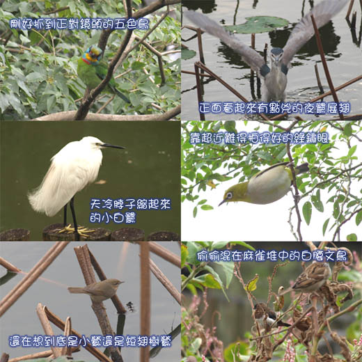 2008元旦 植物園賞鳥-1