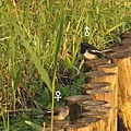 2008元旦 植物園賞鳥-2