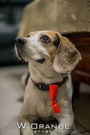 婚禮記實,婚攝,宸上名品