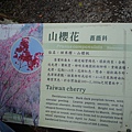 山櫻花